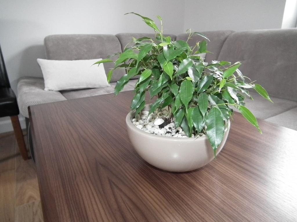 Pod Modrzewiami Apartment กรินีซา ดรอยจ์ ภายนอก รูปภาพ